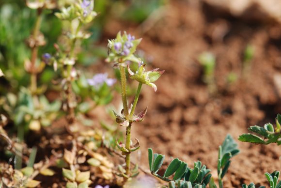 Sherardia arvensis L. Rubiaceae - Shérardie des champs