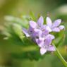 Sherardia arvensis L. Rubiaceae - Shérardie des champs