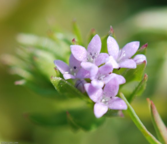 Sherardia arvensis L. Rubiaceae - Shérardie des champs