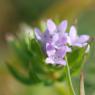 Sherardia arvensis L. Rubiaceae - Shérardie des champs