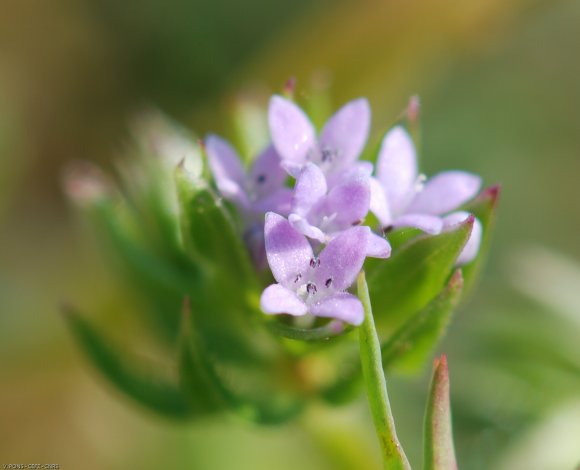 Sherardia arvensis L. Rubiaceae - Shérardie des champs