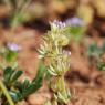 Sherardia arvensis L. Rubiaceae - Shérardie des champs