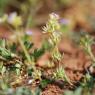 Sherardia arvensis L. Rubiaceae - Shérardie des champs