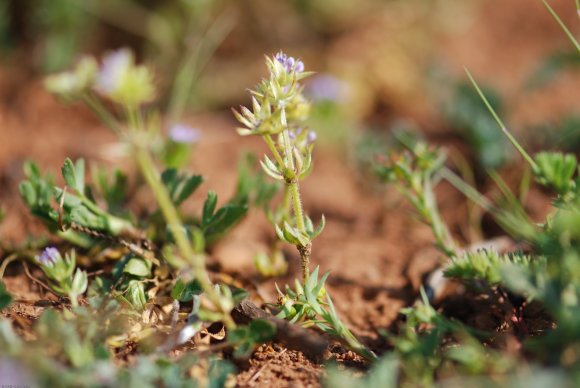 Sherardia arvensis L. Rubiaceae - Shérardie des champs