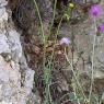 Ruta angustifolia Pers. Rutaceae - Rue