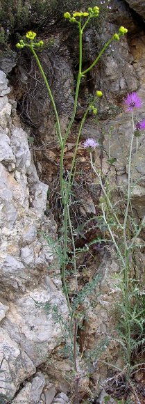 Ruta angustifolia Pers. Rutaceae - Rue