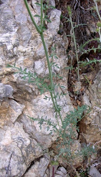 Ruta angustifolia Pers. Rutaceae - Rue