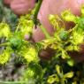 Ruta angustifolia Pers. Rutaceae - Rue