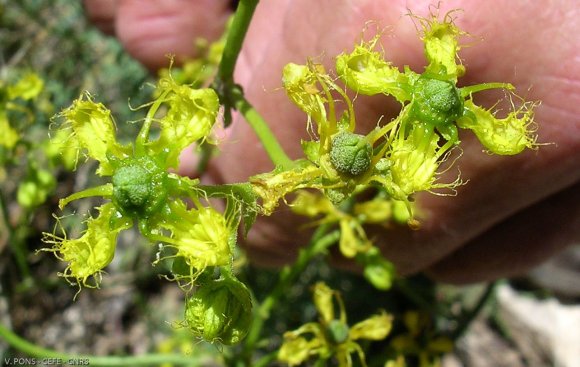 Ruta angustifolia Pers. Rutaceae - Rue