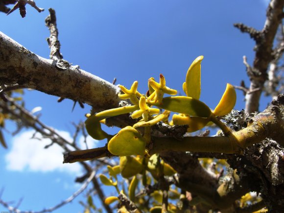 Viscum cruciatum Sieber ex Spreng. Santalaceae