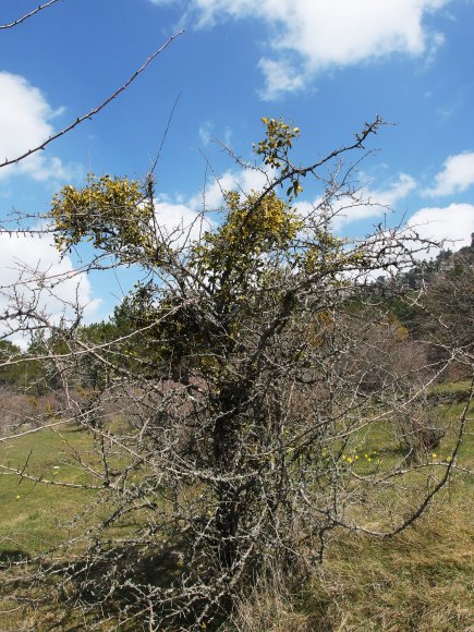 Viscum cruciatum Sieber ex Spreng. Santalaceae