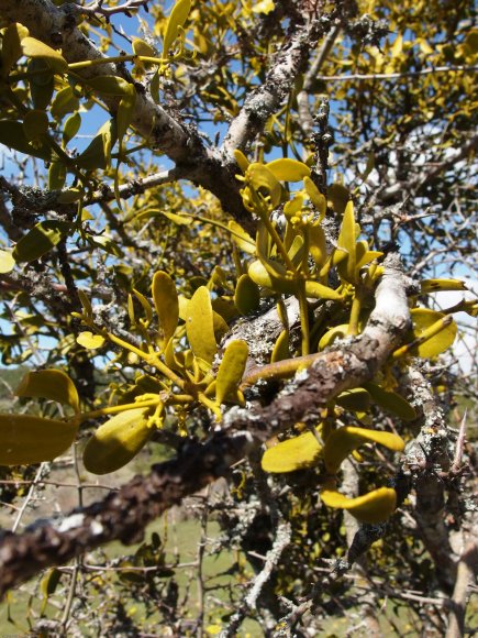 Viscum cruciatum Sieber ex Spreng. Santalaceae