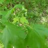Acer campestre L. Sapindaceae
 - Érable champêtre