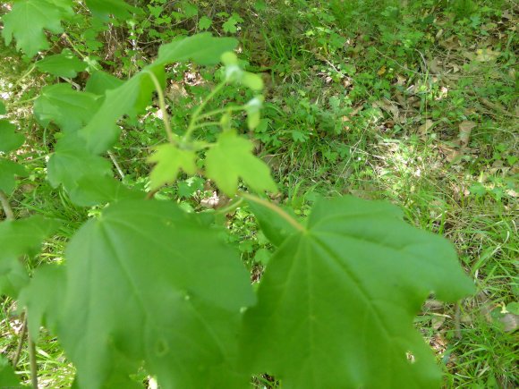 Acer campestre L. Sapindaceae
 - Érable champêtre