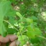 Acer campestre L. Sapindaceae
 - Érable champêtre