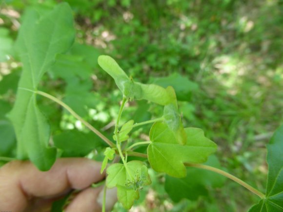 Acer campestre L. Sapindaceae
 - Érable champêtre