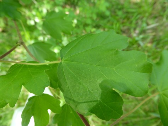 Acer campestre L. Sapindaceae
 - Érable champêtre