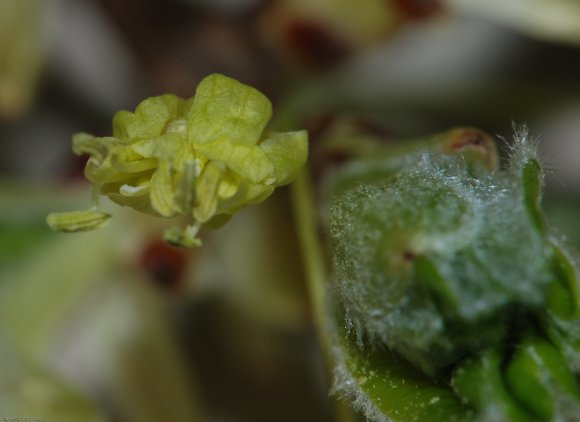 Acer monspessulanum L. Sapindaceae -Erable de Montpellier