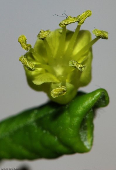 Acer monspessulanum L. Sapindaceae -Erable de Montpellier