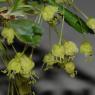 Acer monspessulanum L. Sapindaceae -Erable de Montpellier
