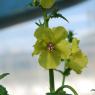 Verbascum blattaria L. Scrophulariaceae - Molène blattaire