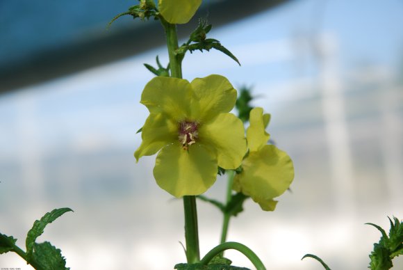 Verbascum blattaria L. Scrophulariaceae - Molène blattaire