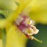 Verbascum blattaria L. Scrophulariaceae - Molène blattaire