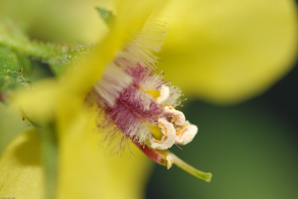 Verbascum blattaria L. Scrophulariaceae - Molène blattaire