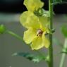 Verbascum blattaria L. Scrophulariaceae - Molène blattaire