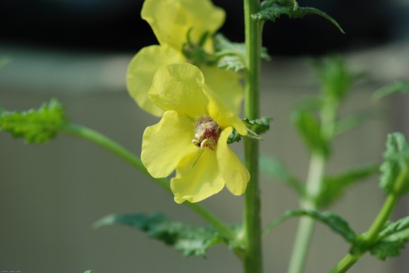 Verbascum blattaria L. Scrophulariaceae - Molène blattaire