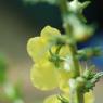 Verbascum blattaria L. Scrophulariaceae - Molène blattaire