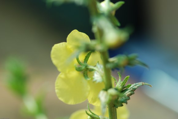 Verbascum blattaria L. Scrophulariaceae - Molène blattaire