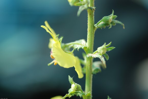 Verbascum blattaria L. Scrophulariaceae - Molène blattaire