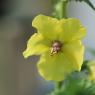 Verbascum blattaria L. Scrophulariaceae - Molène blattaire