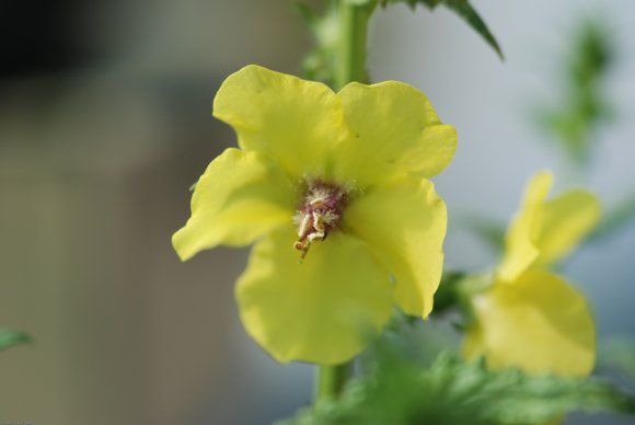 Verbascum blattaria L. Scrophulariaceae - Molène blattaire