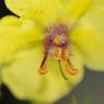 Verbascum blattaria L. Scrophulariaceae - Molène blattaire