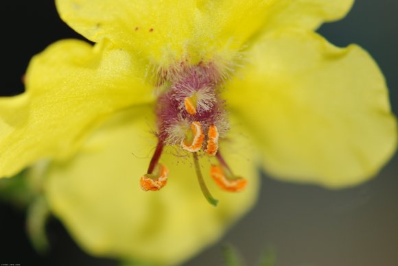 Verbascum blattaria L. Scrophulariaceae - Molène blattaire