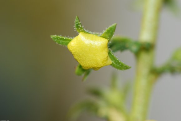 Verbascum blattaria L. Scrophulariaceae - Molène blattaire