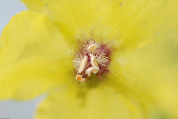 Verbascum blattaria L. Scrophulariaceae - Molène blattaire