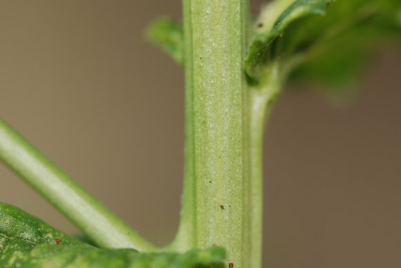 Verbascum blattaria L. Scrophulariaceae - Molène blattaire