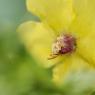 Verbascum blattaria L. Scrophulariaceae - Molène blattaire