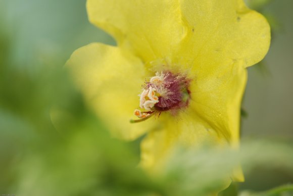 Verbascum blattaria L. Scrophulariaceae - Molène blattaire