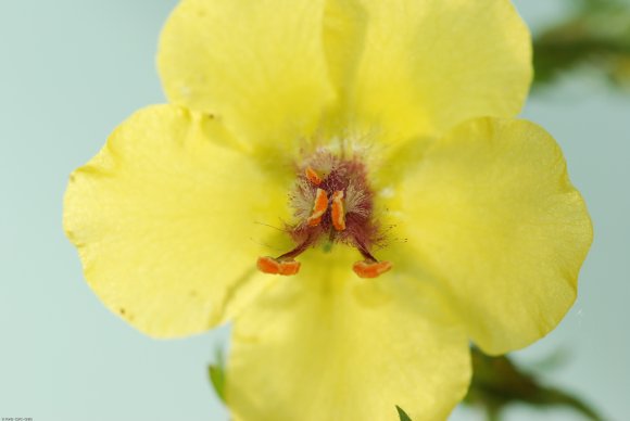 Verbascum blattaria L. Scrophulariaceae - Molène blattaire