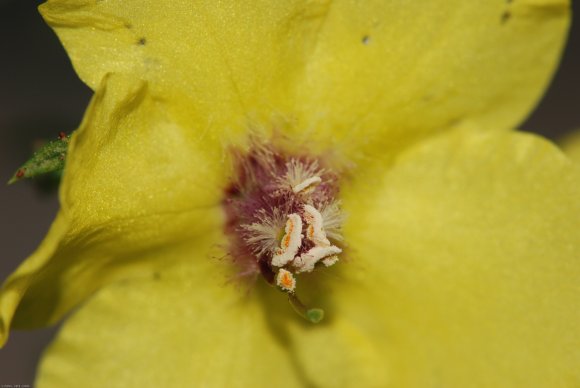 Verbascum blattaria L. Scrophulariaceae - Molène blattaire