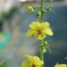 Verbascum blattaria L. Scrophulariaceae - Molène blattaire