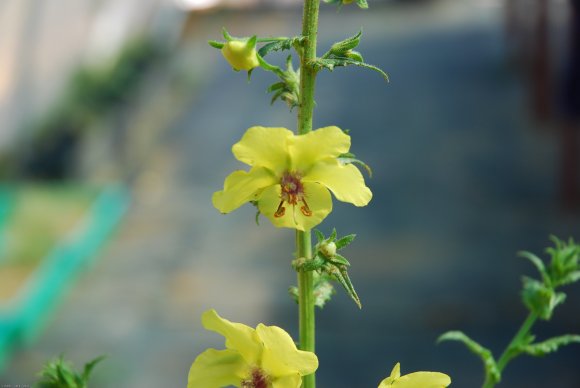 Verbascum blattaria L. Scrophulariaceae - Molène blattaire