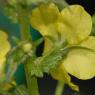 Verbascum blattaria L. Scrophulariaceae - Molène blattaire