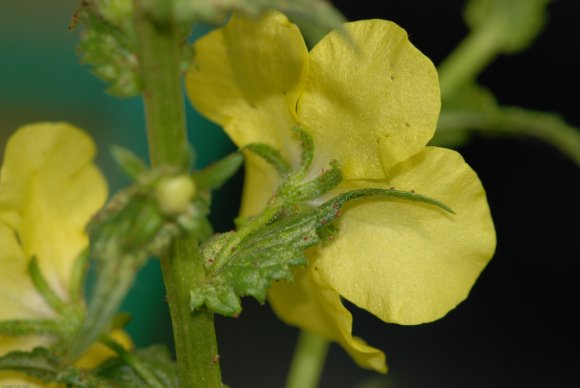 Verbascum blattaria L. Scrophulariaceae - Molène blattaire