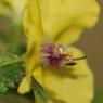 Verbascum blattaria L. Scrophulariaceae - Molène blattaire