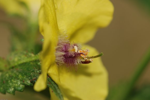 Verbascum blattaria L. Scrophulariaceae - Molène blattaire